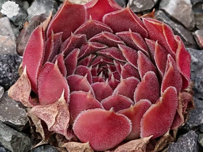 Cloudy Sunrise / Jovi