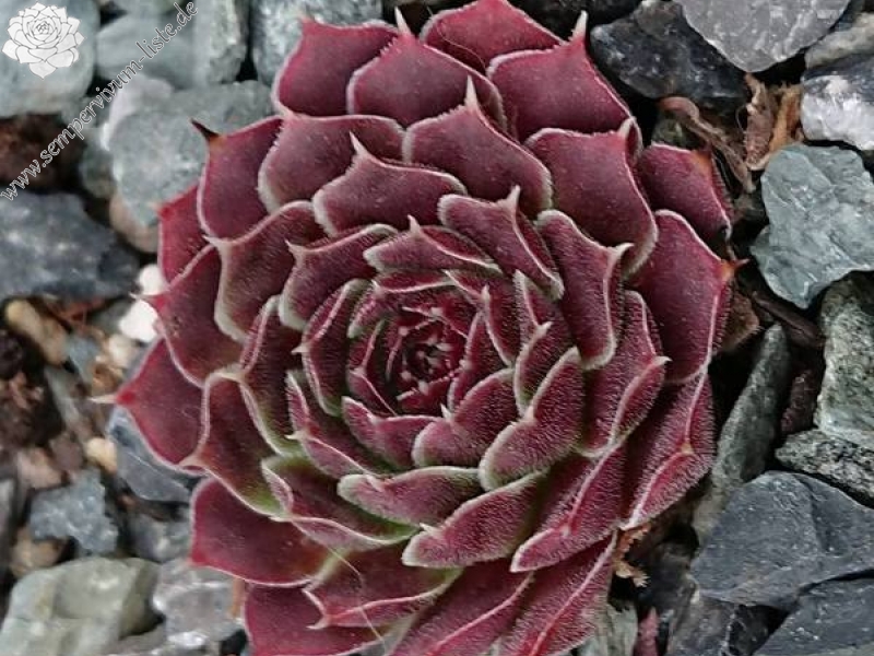 Cloudy Sunrise / Jovi