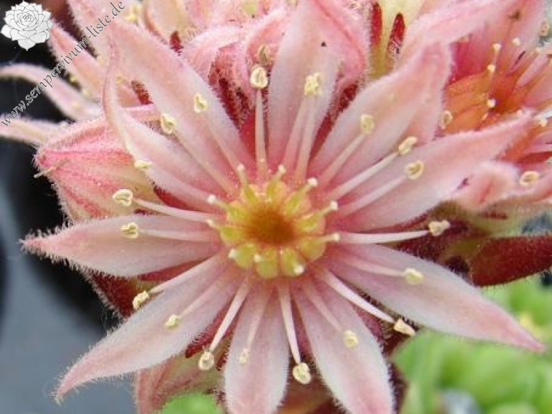 montanum (pallidum) from Bergell