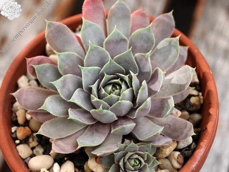 Lavenderspross