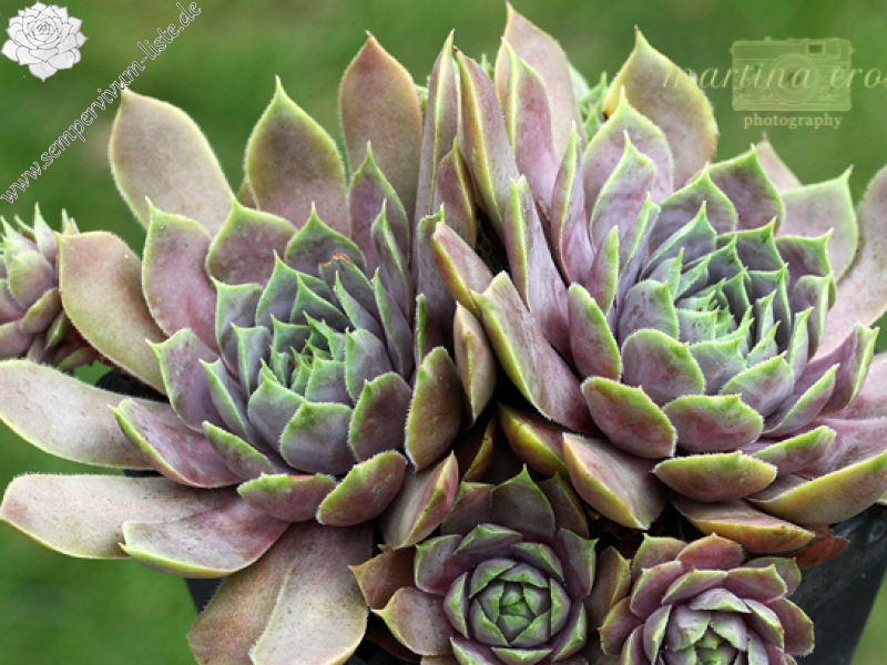 Lavenderspross