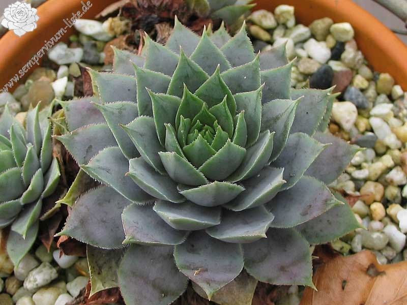 Lavenderspross