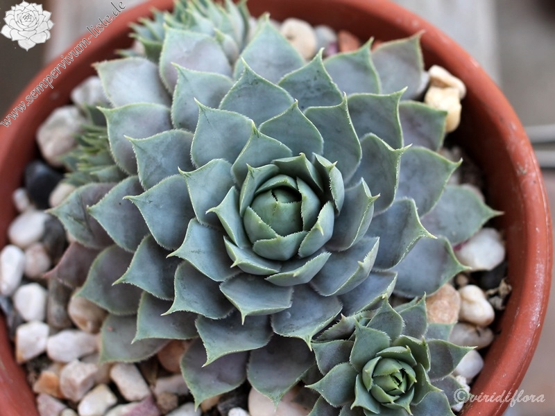 Lavenderspross