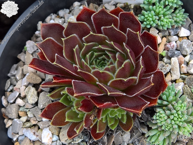 Korspelse Joosijnkin / Jovi