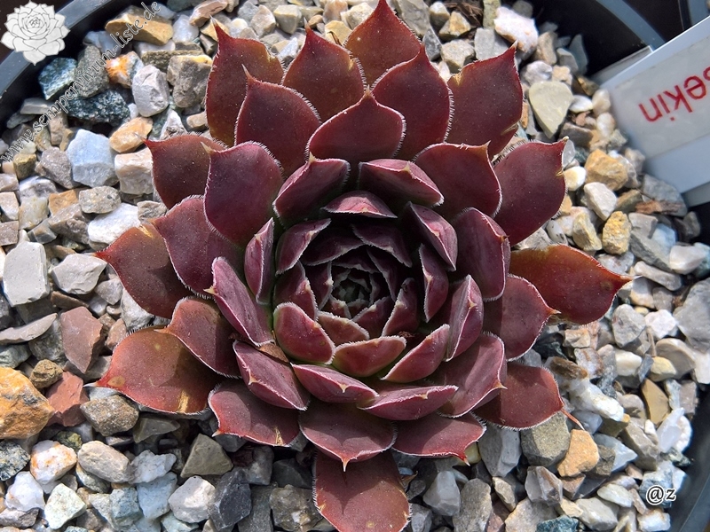 Korspelse Neesekin / Jovi