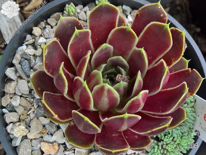 Korspelse Toinette / Jovi