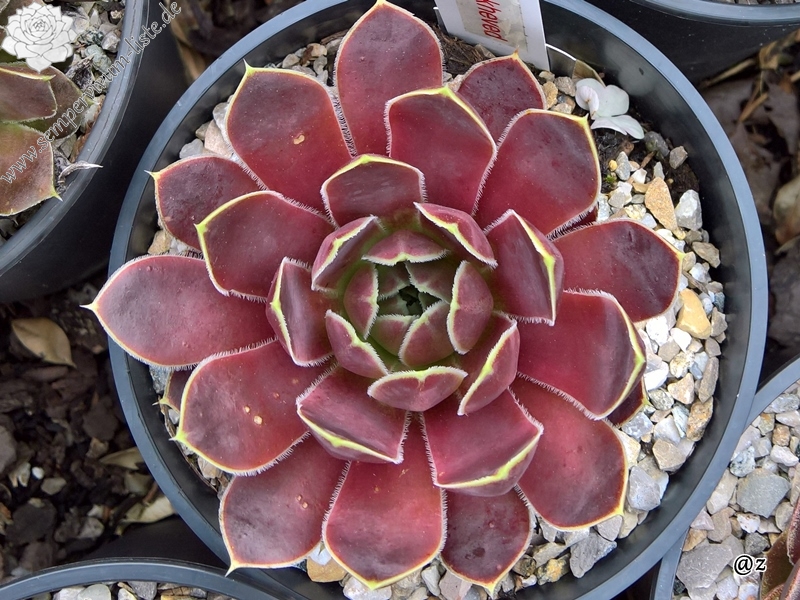 Korspelse Yokheved / Jovi