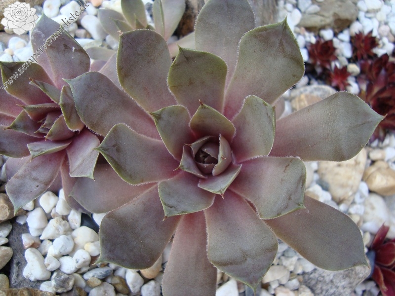 Lavenderspross