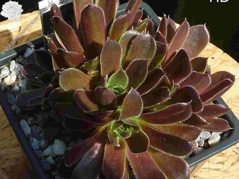Lena's Red / Jovi