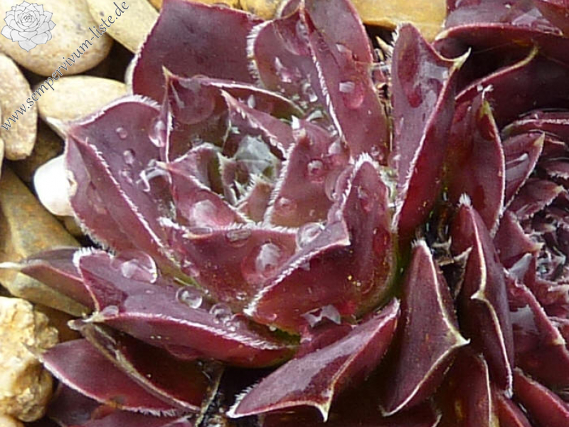 Korspel Domino / Jovi