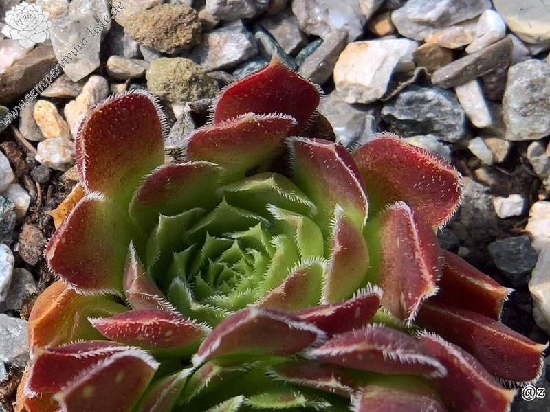 Korspelse Joosijnkin / Jovi