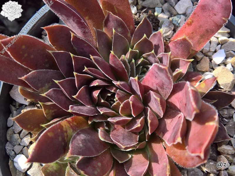 Korspelse Neesekin / Jovi