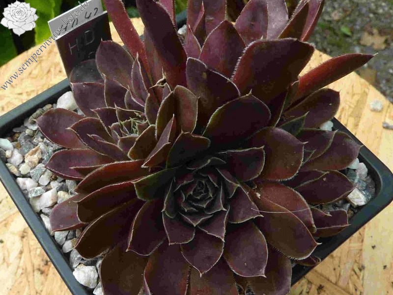 Lena's Red / Jovi