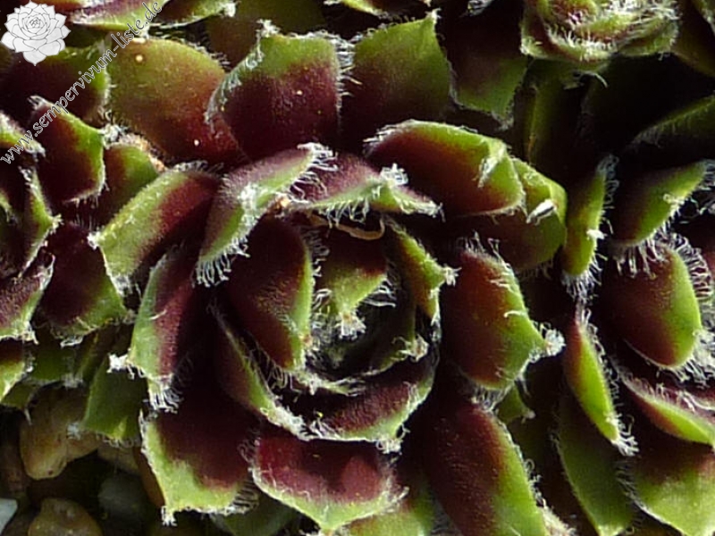 Lula Marquerite