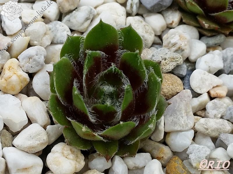 Lula Marquerite