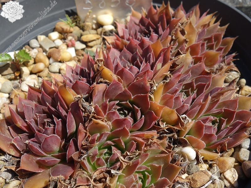 Korspelse Neesekin / Jovi