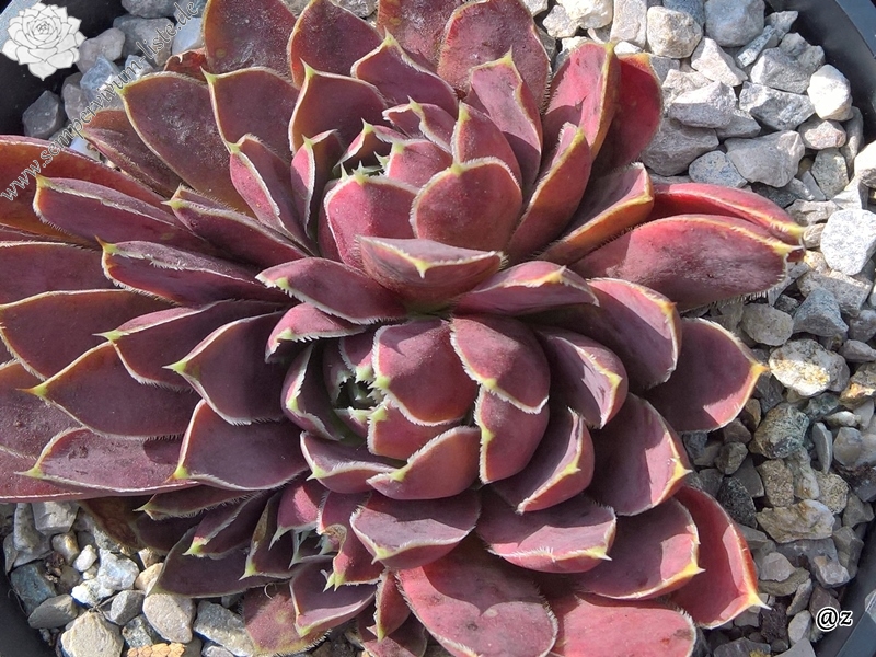 Korspelse Yokheved / Jovi