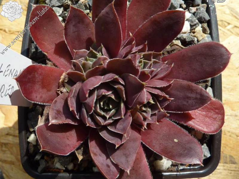 Lena's Red / Jovi