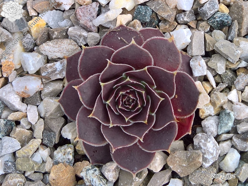 Korspel Domino / Jovi