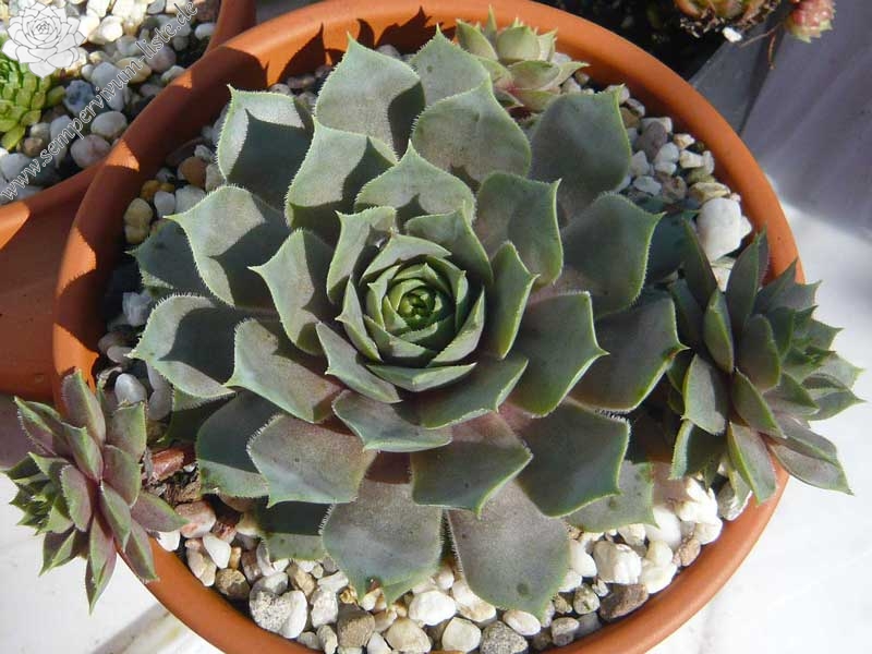 Lavenderspross