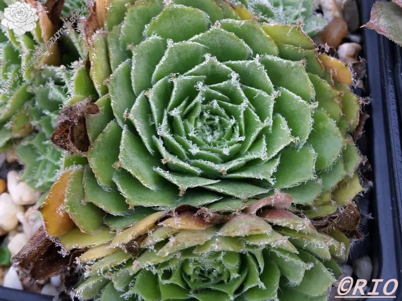 Lula Marquerite
