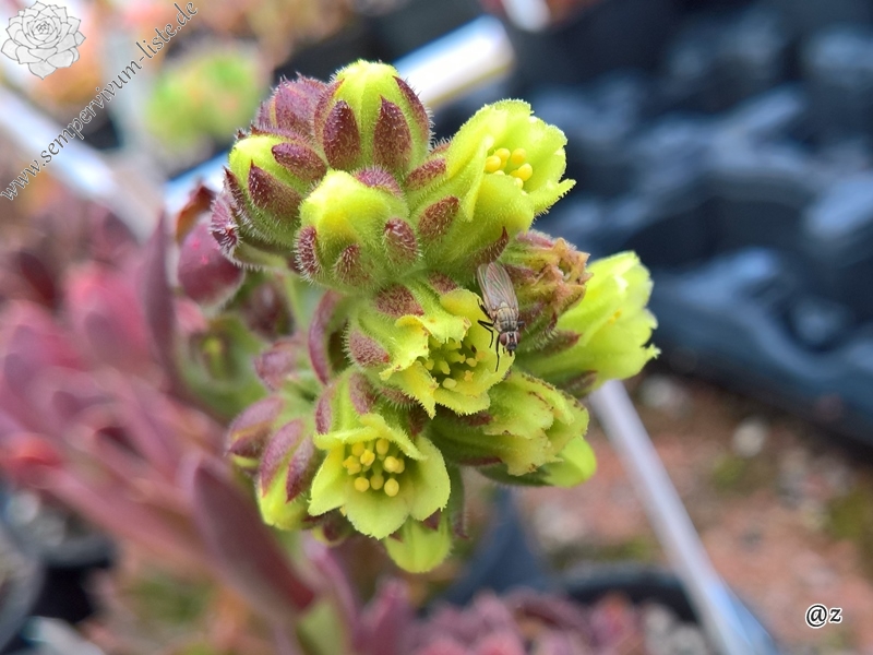 Korspel Domino / Jovi