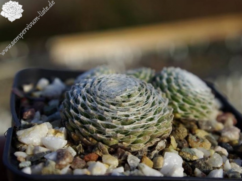 Clärchen