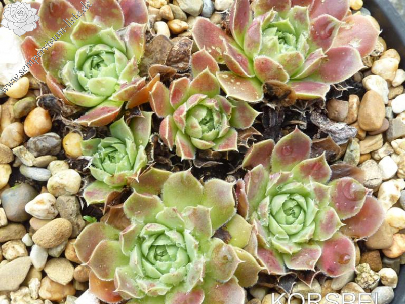 Korspel Dessert / Jovi