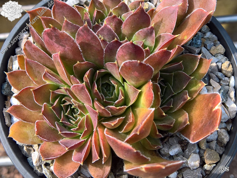 Korspelse Mailys / Jovi