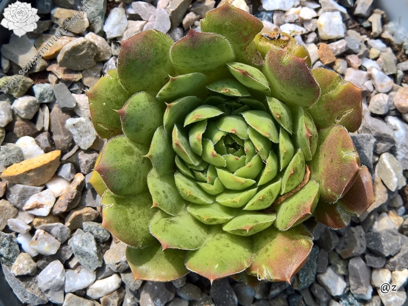 Korspelse Natuche / Jovi