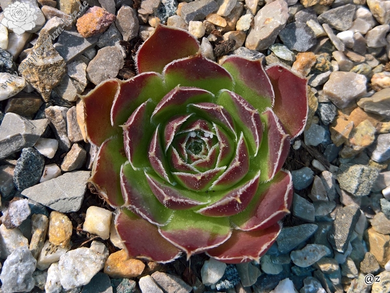 Korspelse Tilla / Jovi