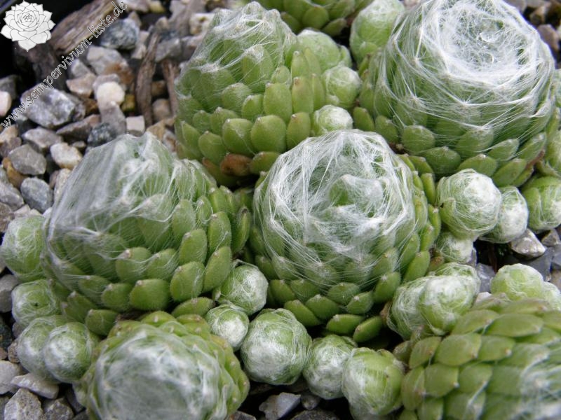 Clärchen