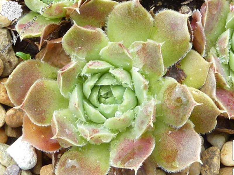 Korspel Dessert / Jovi