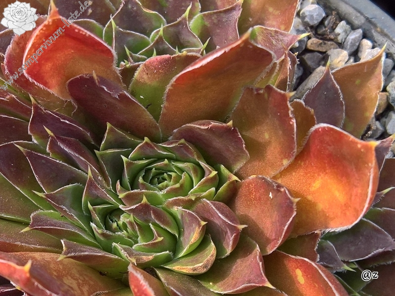 Korspelse Mailys / Jovi