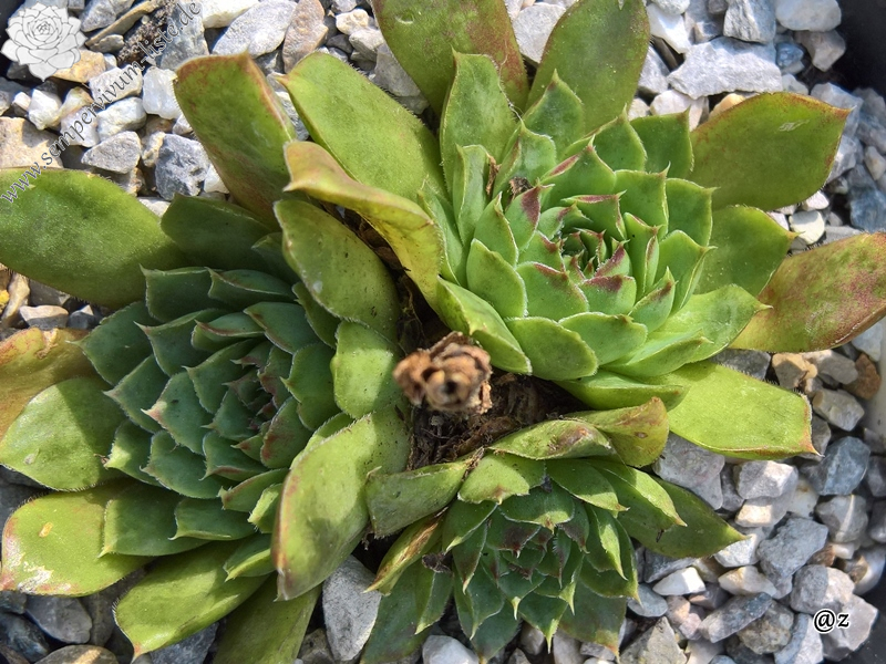 Korspelse Natuche / Jovi