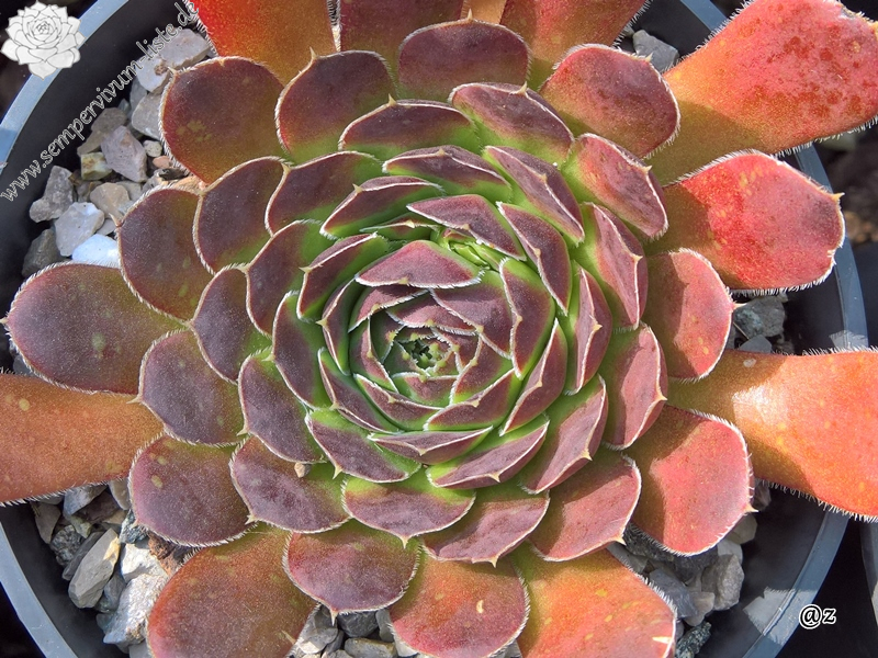 Korspelse Tilla / Jovi