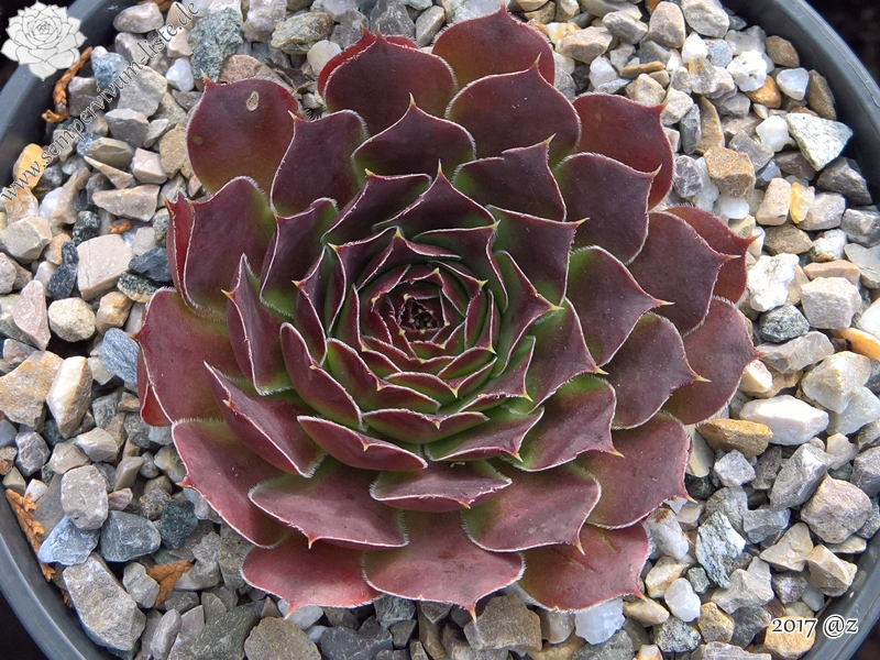 Korspelse Mailys / Jovi