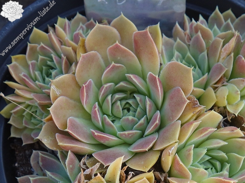 Korspel Dessert / Jovi