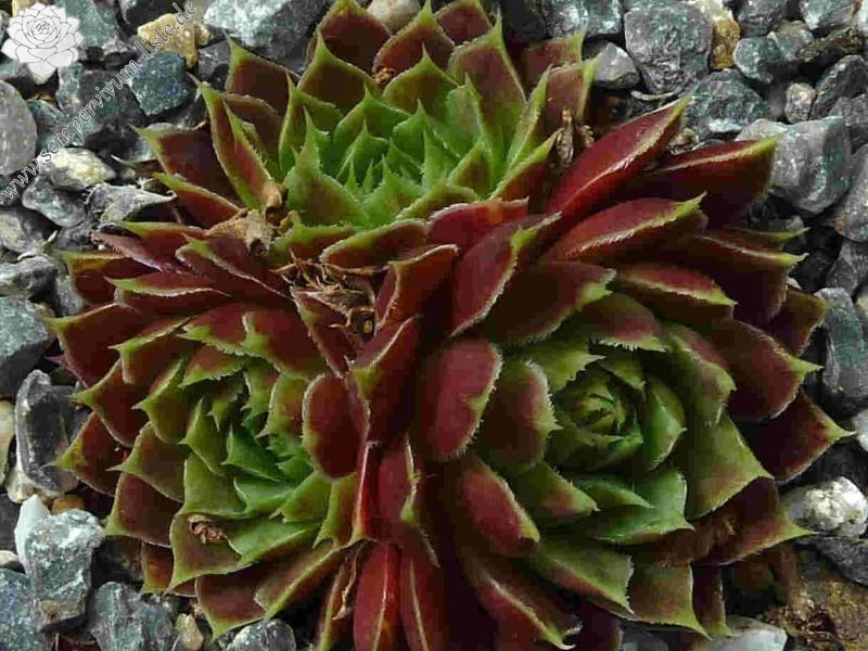 Liliane St. Pierre / Jovi