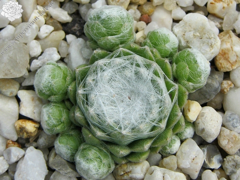 Clärchen