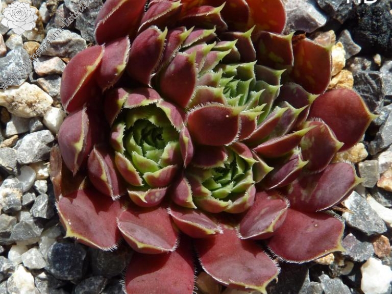 Liliane St. Pierre / Jovi