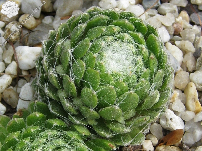 Clärchen