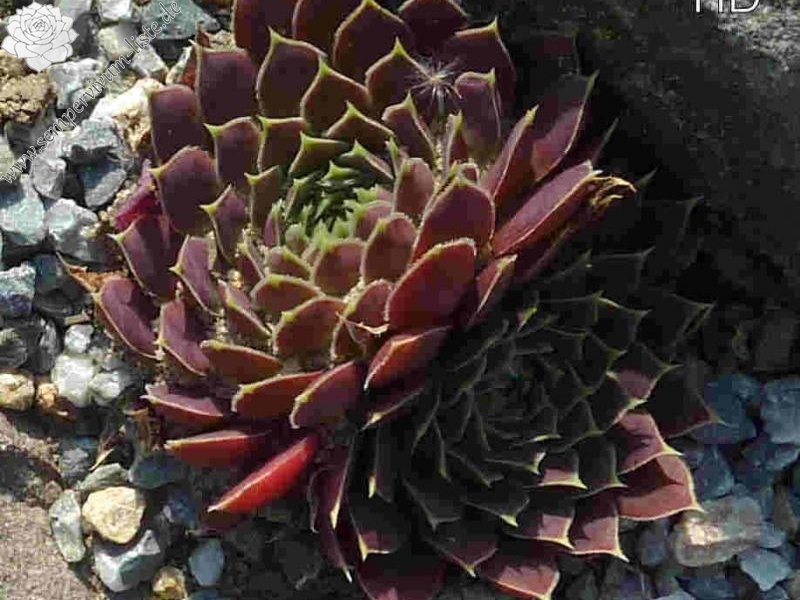 Liliane St. Pierre / Jovi