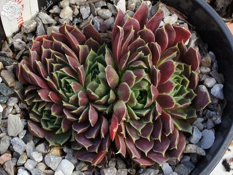 Liliane St. Pierre / Jovi