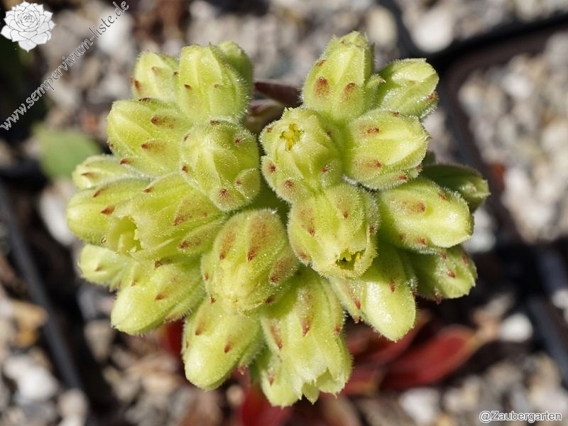 Liliane St. Pierre / Jovi