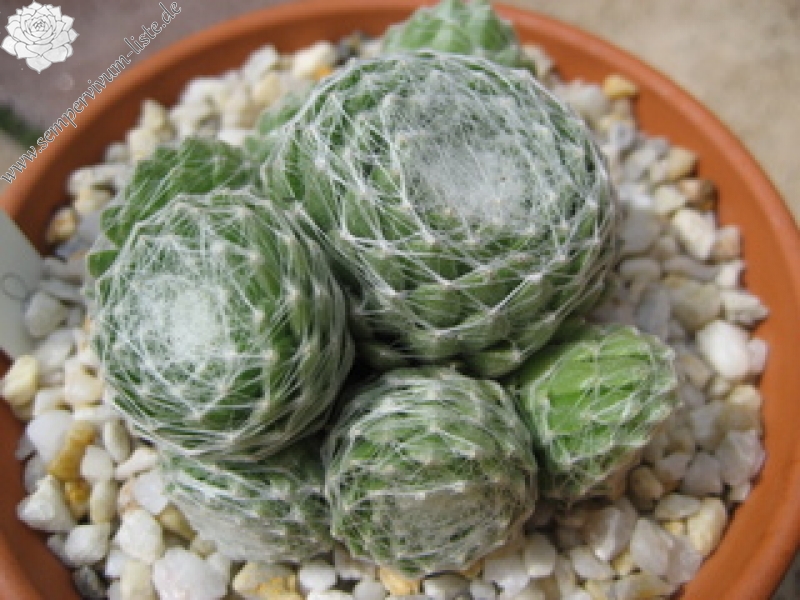 Clärchen
