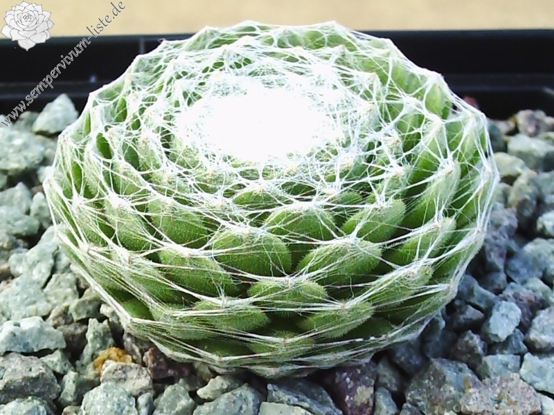 Clärchen