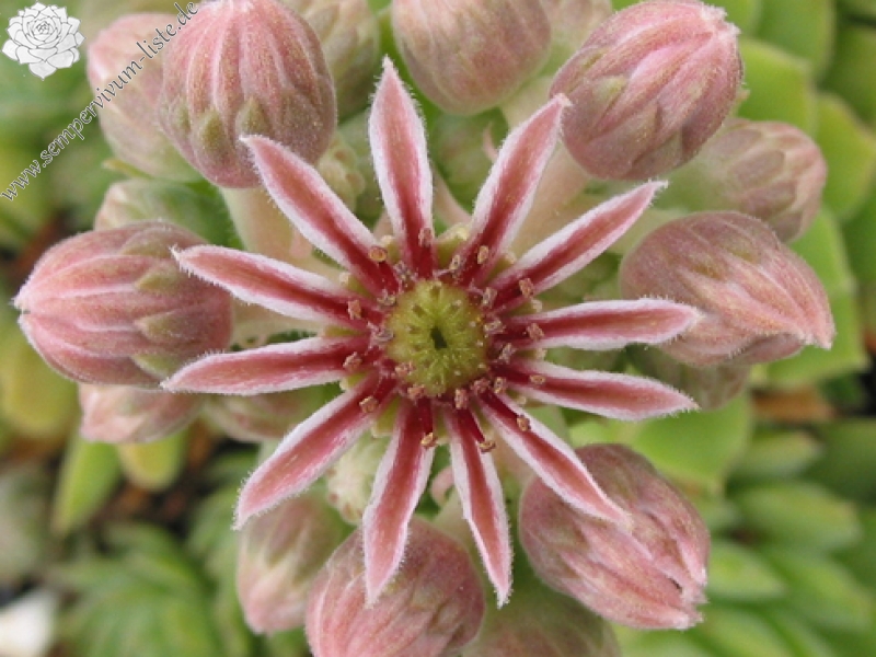 marmoreum ssp. reginae-amaliae from Mavri Petri