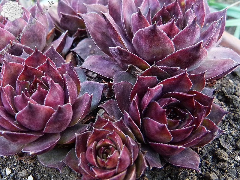 tectorum var. tectorum (rhenanum)