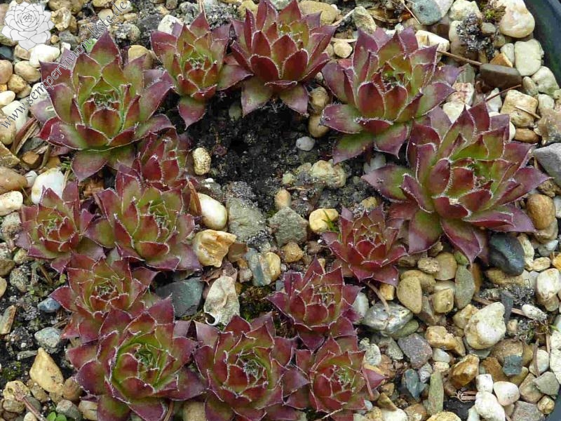 tectorum var. tectorum (rhodanicum)